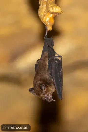 Also as Geelvink Bay Leaf-nosed Bat · Biak Leaf-nosed Bat.