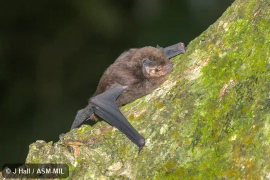 Also as Little Bent-winged Bat.  Formerly in Vespertilionidae.