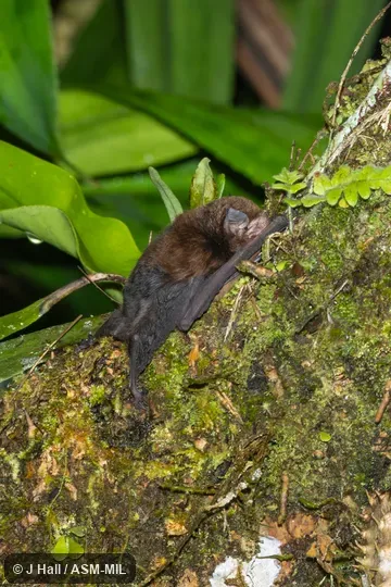 Also as Small Melanesian Bent-winged Bat. Formerly in Vespertilionidae. Also as Small Melanesian Bent-winged Bat. Formerly in Vespertilionidae.