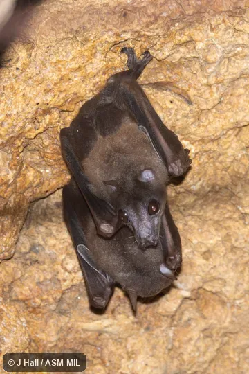 Also as Lesser Bare-backed Fruit Bat.