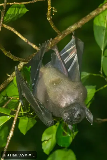 Also as Bare-backed Fruit Bat|New Guinea Naked-backed Fruit Bat.