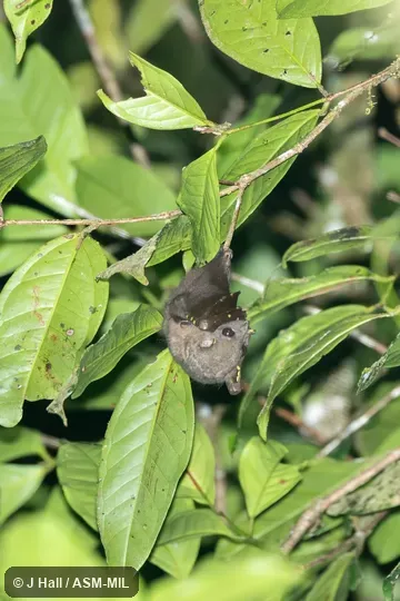 Also as Round-eared Tube-nosed Bat.