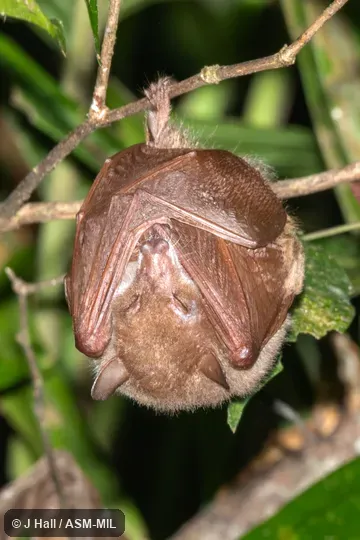 Also as Common Blossom Bat, Eastern Blossom Bat.