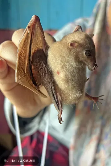 Also as Common Blossom Bat, Eastern Blossom Bat.