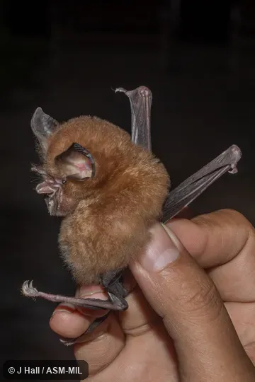 Also as Broad-eared Horseshoe Bat|New Guinea Horseshoe Bat.