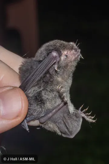 Also as Arafura Large-footed Bat