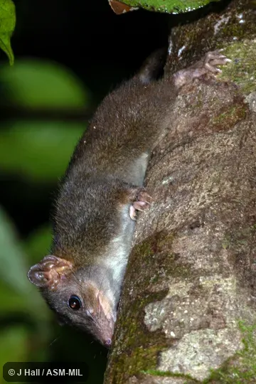 Formerly Murexechinus melanurus.  Also as Broad-footed Marsupial Mouse.