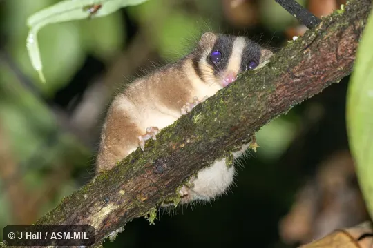Also as Feathertail Possum|New Guinean Feather-tailed Possum|Pen-tailed Possum.