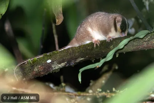 Also as Feathertail Possum, New Guinean Feather-tailed Possum, Pen-tailed Possum.