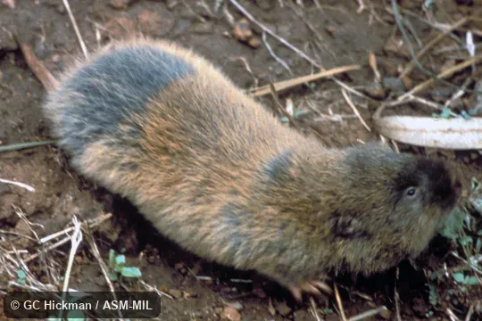 Oblique view.  Identified by geography.  Formerly Tachyoryctes ibeanus, Kenyan African Mole Rat.  Also as East African Mole-rat.