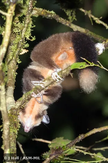 Also as Vogelkop Ring-tailed Possum|Vogelkop Striped Possum.