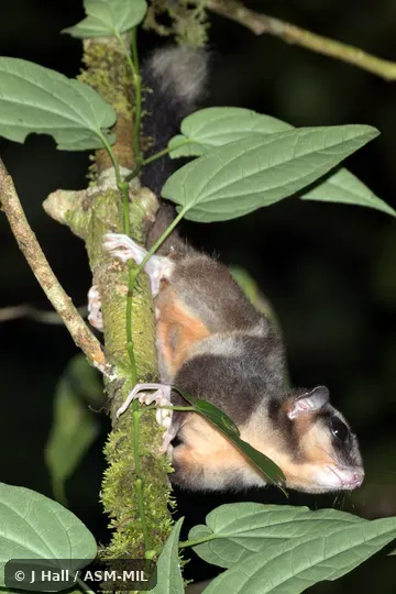 Also as Vogelkop Ring-tailed Possum, Vogelkop Striped Possum.