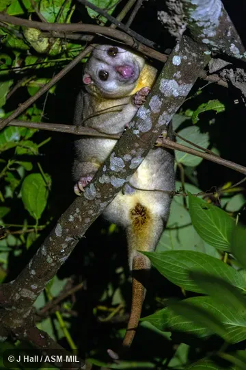 Also as Common Phalanger|Grey Cuscus.