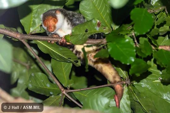 Also as Waigeo Cuscus.