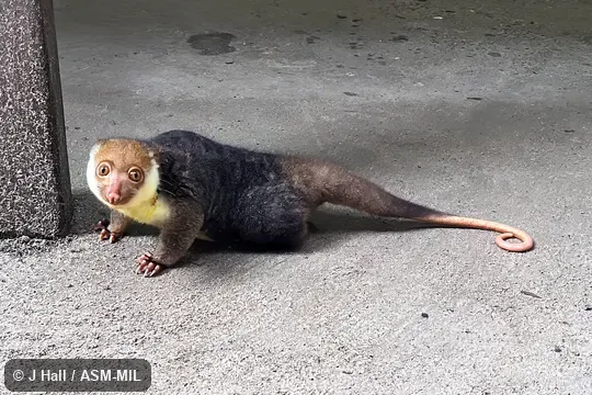 Also as Waigeo Cuscus.