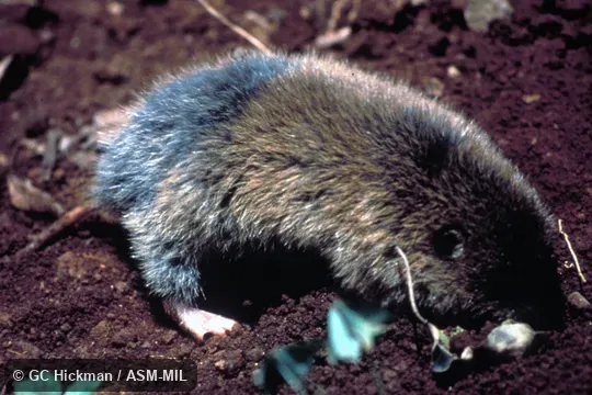 Side view of mole-rat digging.  Identified by geography.  Formerly Tachyoryctes ibeanus, Kenyan African Mole Rat.  Also as East African Mole-rat.