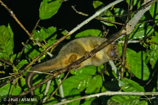 Also as Lowland Ringtail.