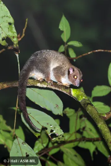 Also as Lowland Ringtail.