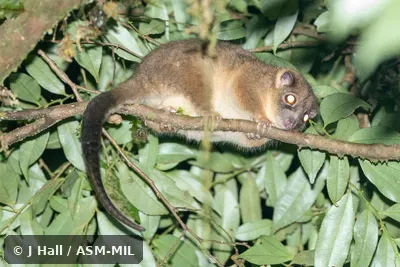 Also as Arfak Ringtail|Vogelkop Ringtail.