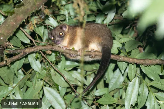 Also as Arfak Ringtail, Vogelkop Ringtail.