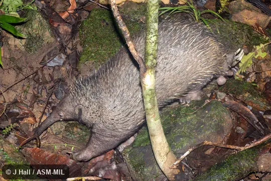 Also as Long-beaked Echidna|Long-nosed Echidna|Long-nosed Spiny Anteater|New Guinea Long-nosed Echidna.