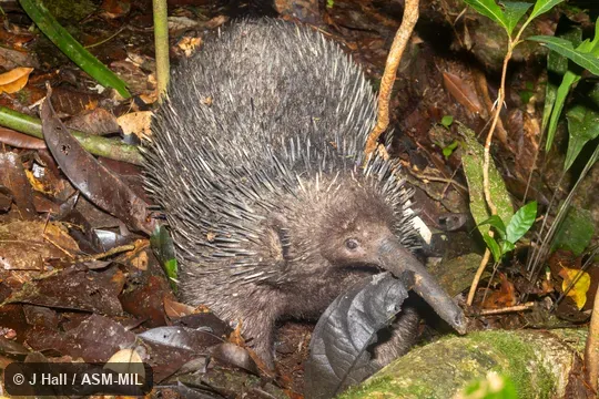 Also as Long-beaked Echidna, Long-nosed Echidna, Long-nosed Spiny Anteater, New Guinea Long-nosed Echidna.