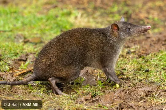 Also as Black-headed Bandicoot|Common Echymipera|Kalubu Echymipera.