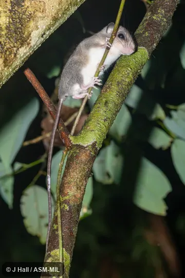 Also as Bruijn's Pogonomelomys|Large Pogonomelomys|Lowland Bruijn's Brush Mouse.