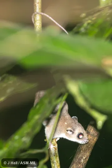 Also as Large Tree Mouse|Loria's Pogonomys.