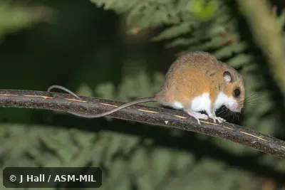 Also as Chestnut Pogonomys|Prehensile-tailed Mouse|Soft-haired Tree Mouse|Tree Mouse.