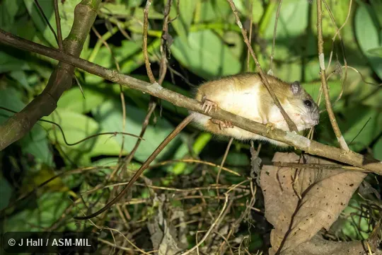 Also as Gray-bellied Pogonomys.