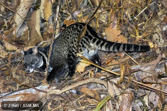 Viverra tangalunga tangalunga.  Also as Malayan Civet, Oriental Civet.