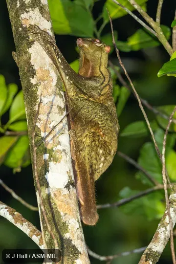 Also as Sunda Flying Lemur.
