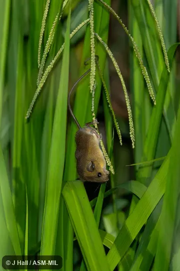 Also as Lesser Ranee Mouse|Sundaic Haeromys.