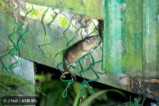 Also as Oriental House Rat|Oriental Rat|Oriental Roof Rat|Tanizumi Rat.