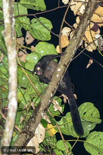 Also as Large Black Flying Squirrel.