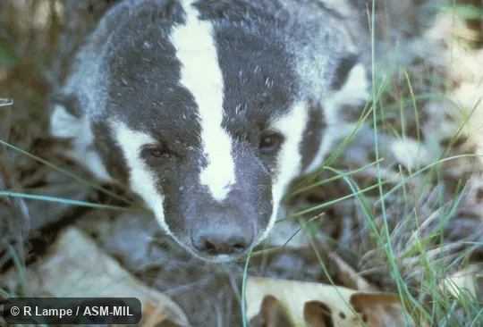 Close-up of head of old male