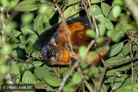 Also as Other common names: Lesser Giant Flying Squirrel.