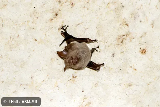 Formerly Hipposideros ater antricola, Dusky Leaf-nosed Bat.  Also as Philippine Leaf-nosed Bat.