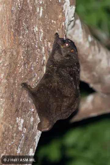 Also as Philippine Flying Lemur.
