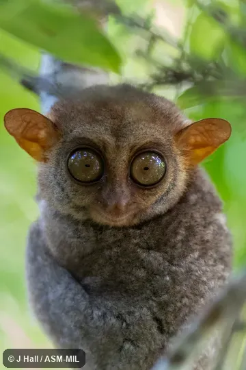 Carlito syrichta fraterculus.  Formerly Tarsius syrichta fraterculus.