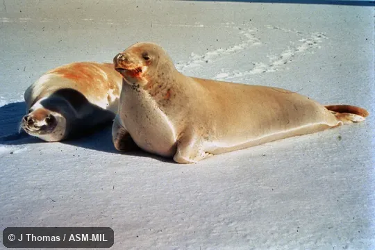 Male and female