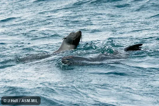 Formerly Arctophoca townsendi.  Also as Lower Californian Fur Seal.