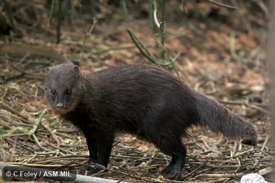 Also as Water Mongoose.