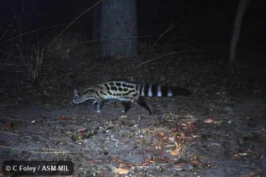 Also as Miombo Genet.