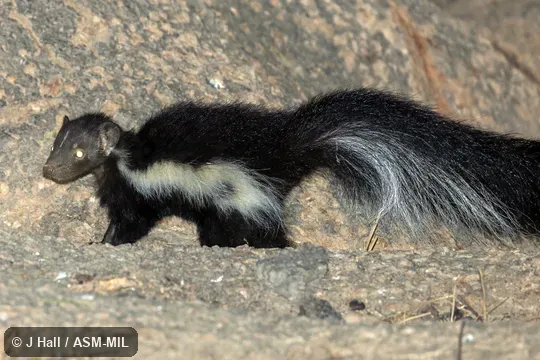 Individual of 1005807
