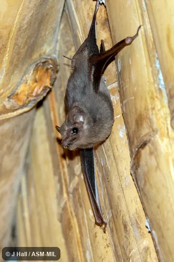 Also as Peters's Sac-winged Bat.
