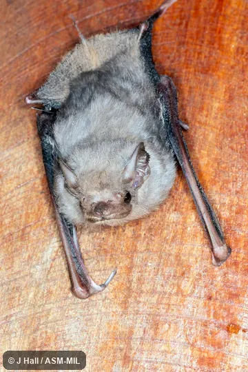 Also as Peters's Sac-winged Bat.
