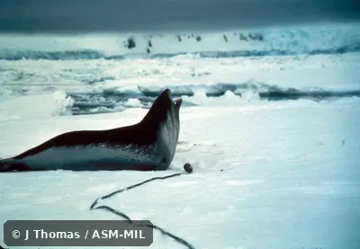 Side view, vocalizing.  Also as Bigeyed Seal|Ross's Seal|Singing Seal.