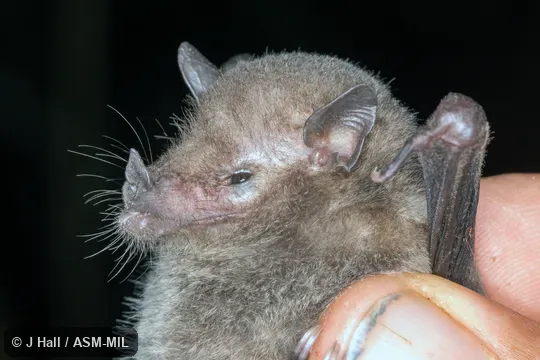 Formerly Anoura geoffroyi peruana, Geoffroy's Tailless Bat.